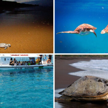 The Best Family-Friendly Destinations For Sea Turtle Lovers, According To Research