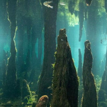 The Mississippi Backwater Bayou Full of Floating Cypress Knees