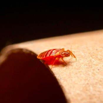 The Subtle Warning Sign That Your Hotel Room Might Be Infested With Bed Bugs