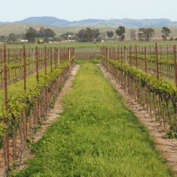 Family friendly wineries in Sonoma California