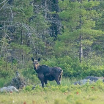 Moose in the woods
