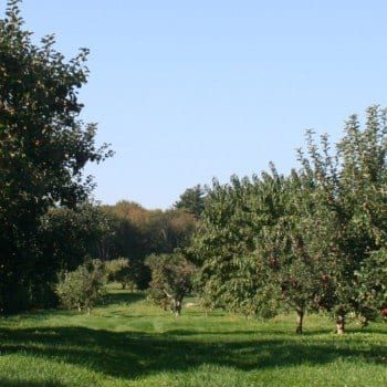 Best apple picking in Rhode Island